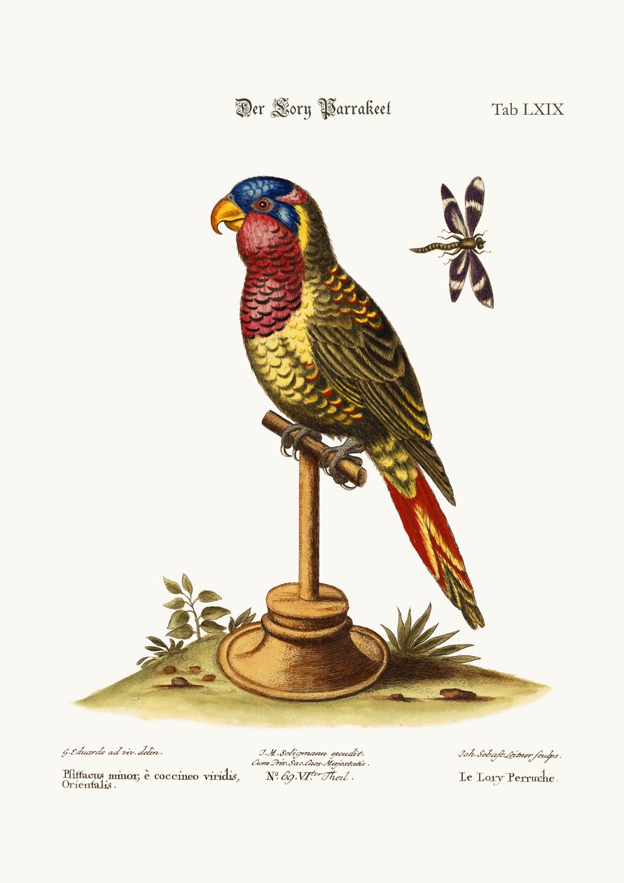 The Lory-Parrakeet, 1749-73 od George Edwards