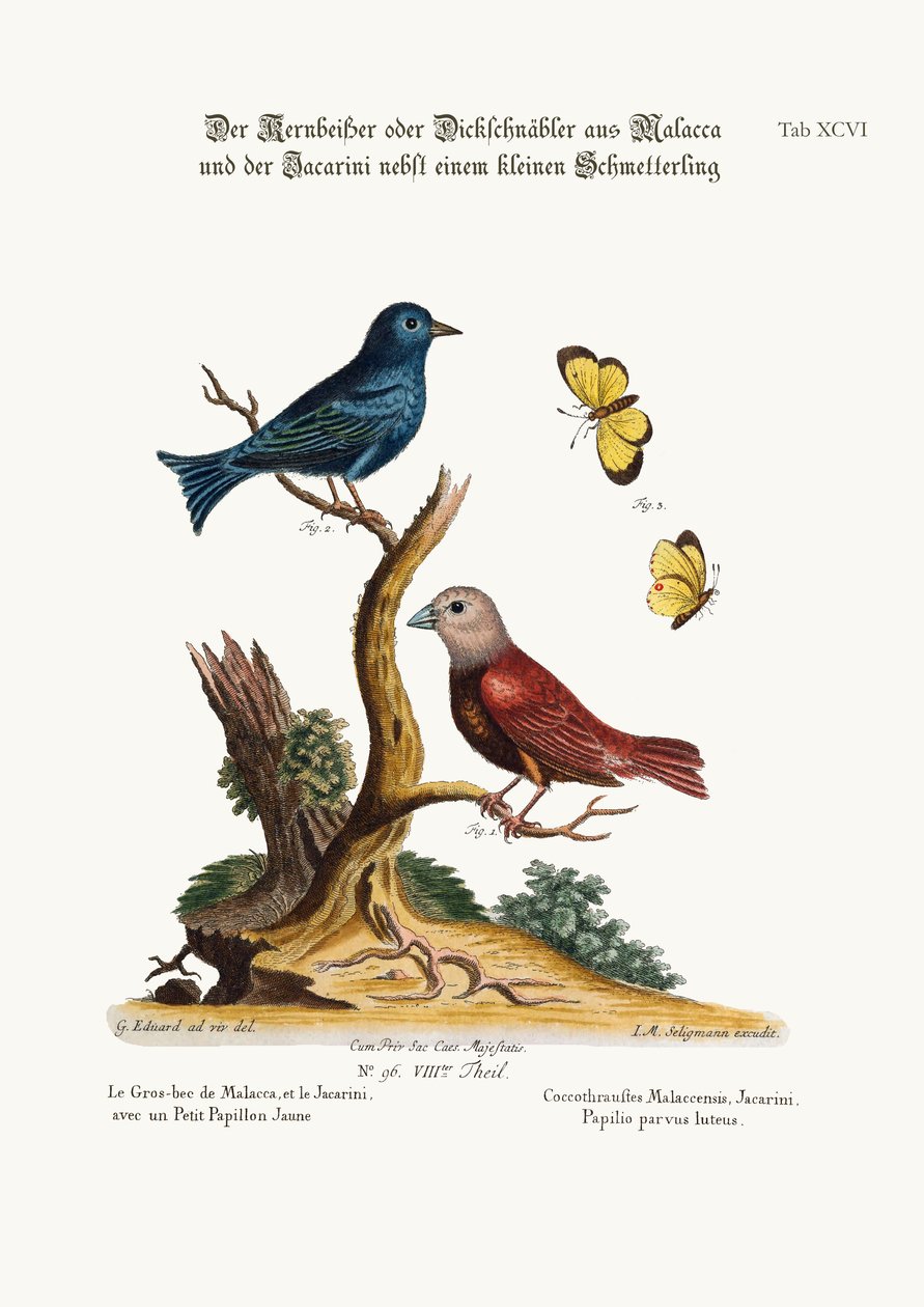 Žluťásek malacký, žakárek a malý žlutý motýl, 1749-73 od George Edwards