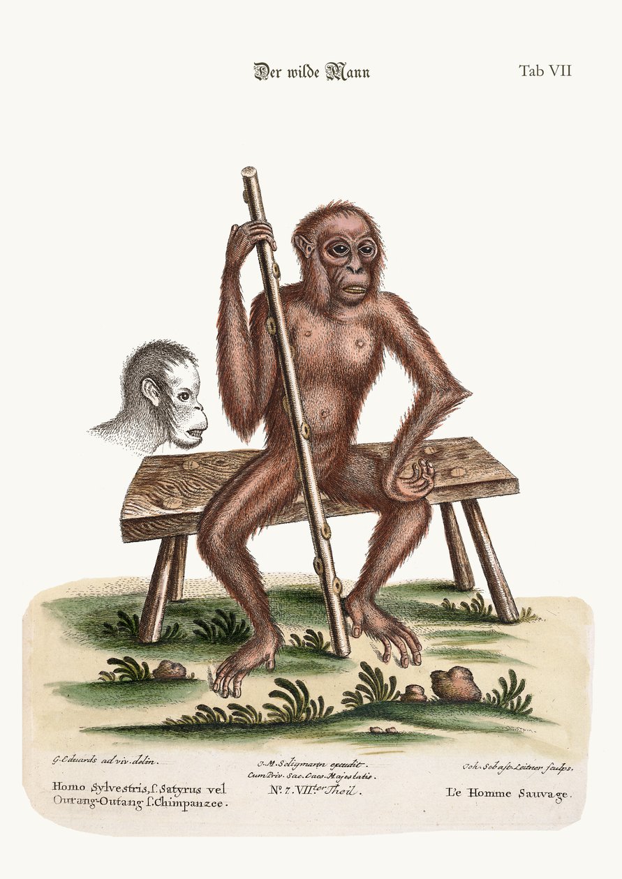 The Man of the Woods, 1749-73 od George Edwards