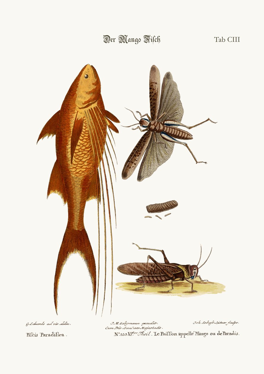 Mango-ryby. The Great Brown Locust, 1749-73 od George Edwards