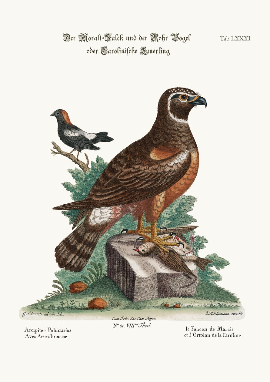 The Marsh-Hawk, and the Reed-Birds, 1749-73 od George Edwards