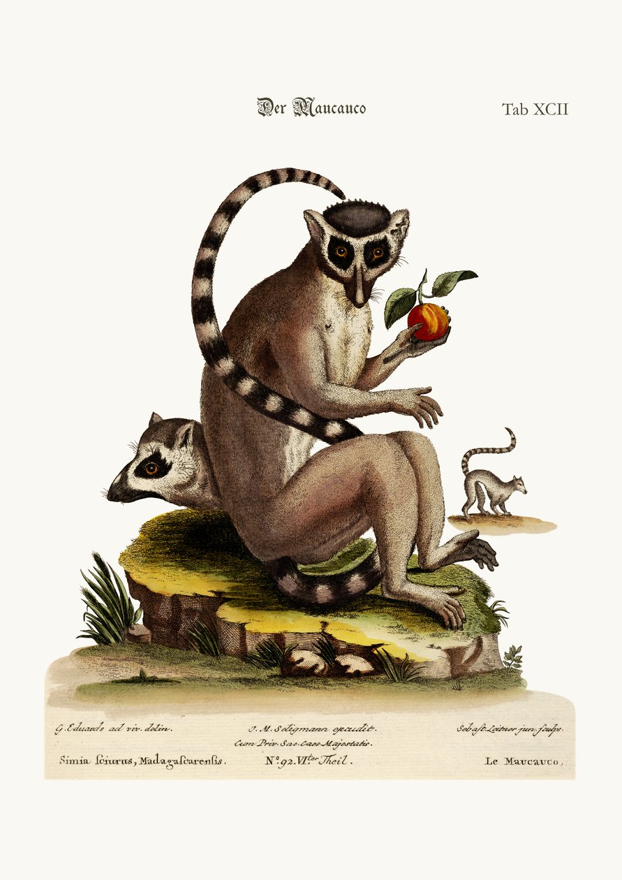 Maucauco, 1749-73 od George Edwards