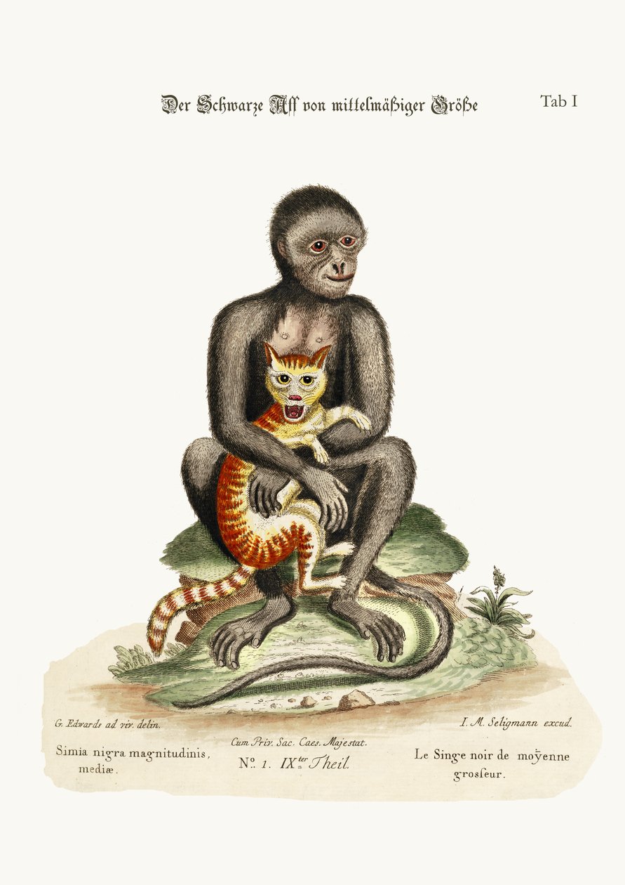 Černá opice střední velikosti, 1749-73 od George Edwards