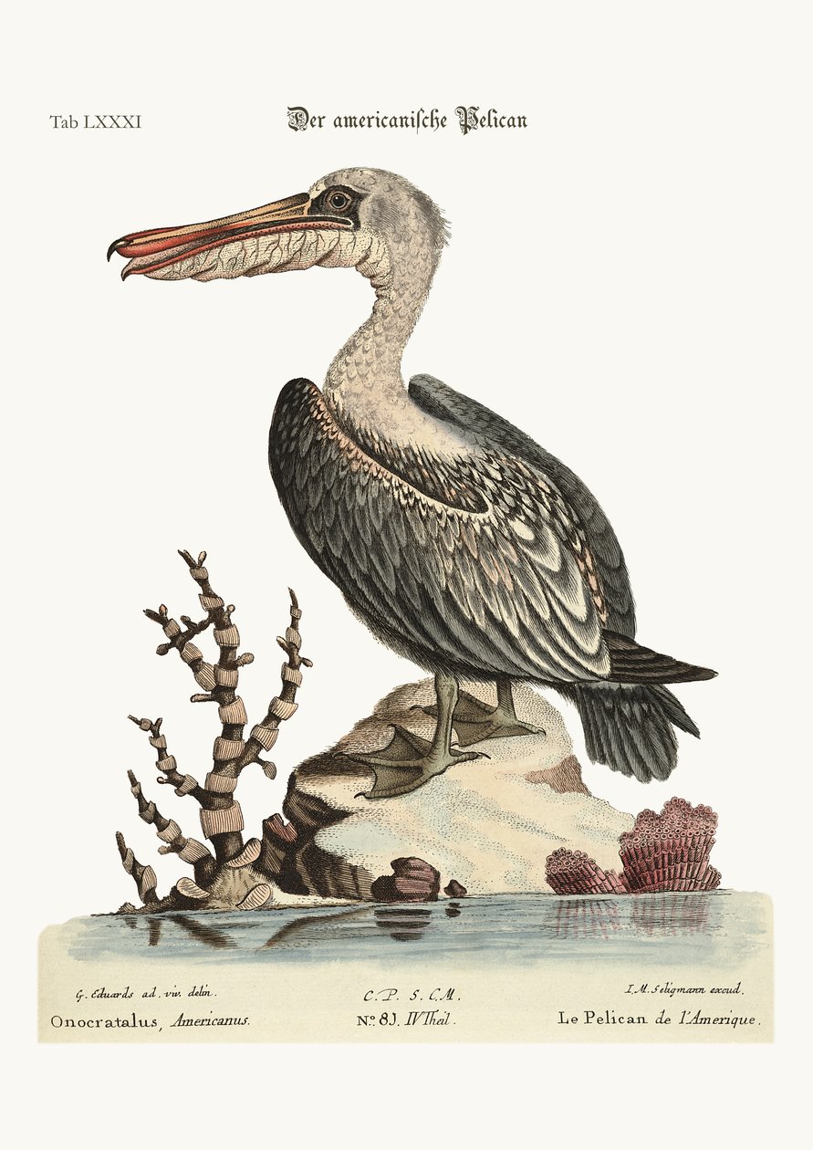 Americký pelikán, 1749-73 od George Edwards