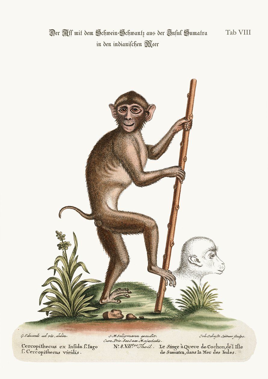 Opice prasečí z ostrova Sumatra v Indickém moři, 1749-73 od George Edwards