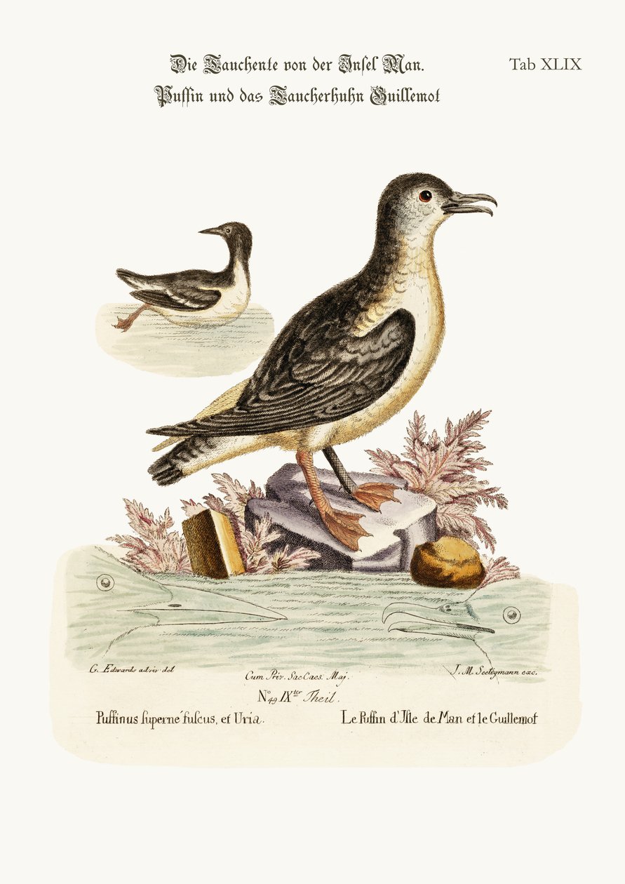 Papuchalk z Isle of Man a Guillemot, 1749-73 od George Edwards