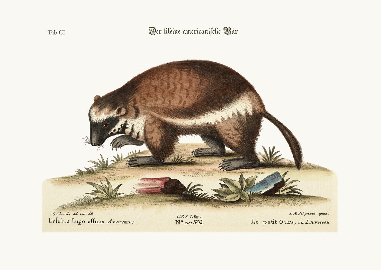 Rychlý hatch nebo Wolverene, 1749-73 od George Edwards