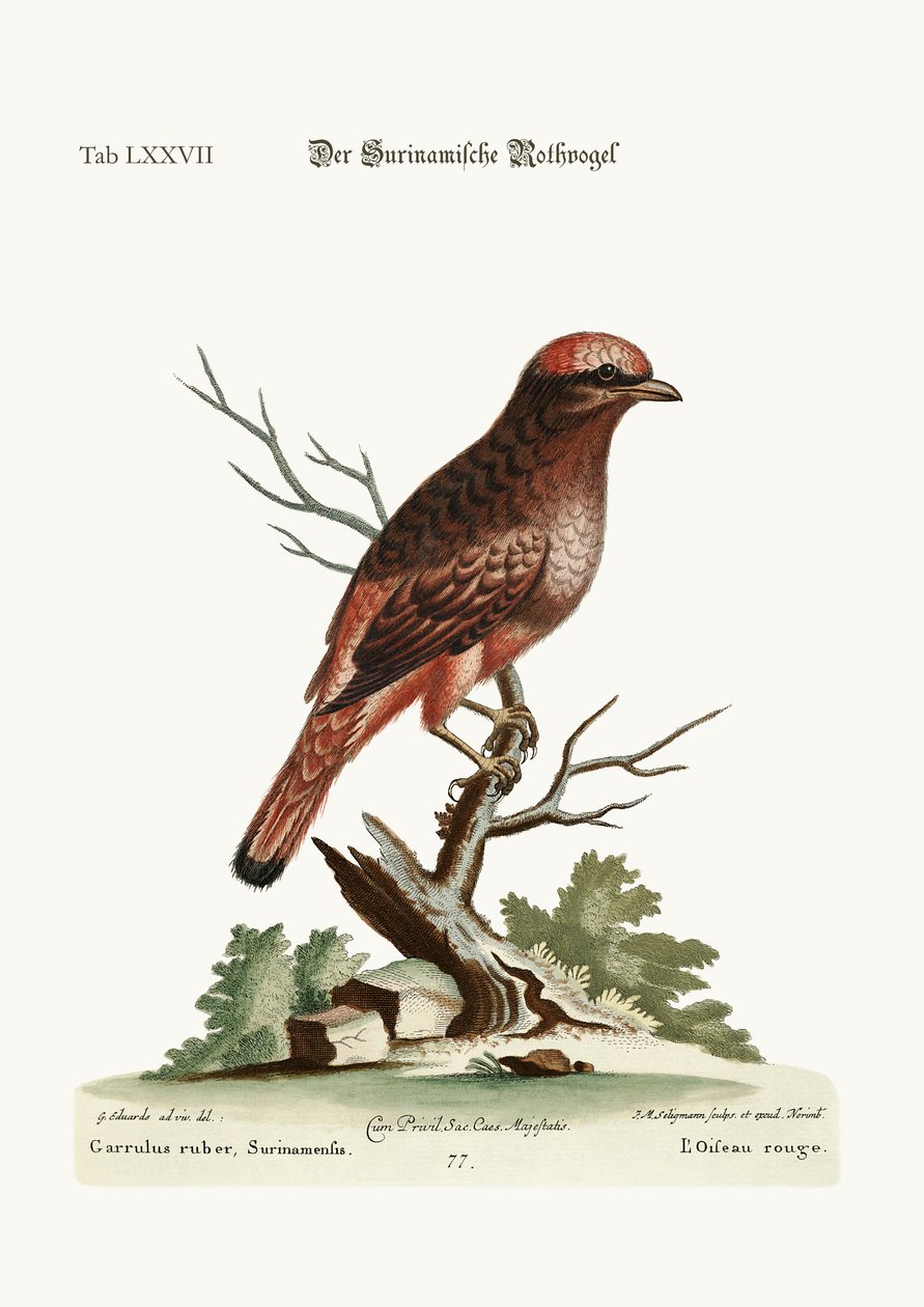 Červený pták ze Surinamu, 1749-73 od George Edwards