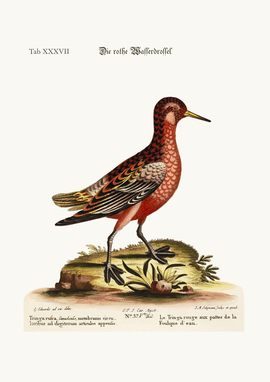 Tringa červená lyska, 1749-73 od George Edwards