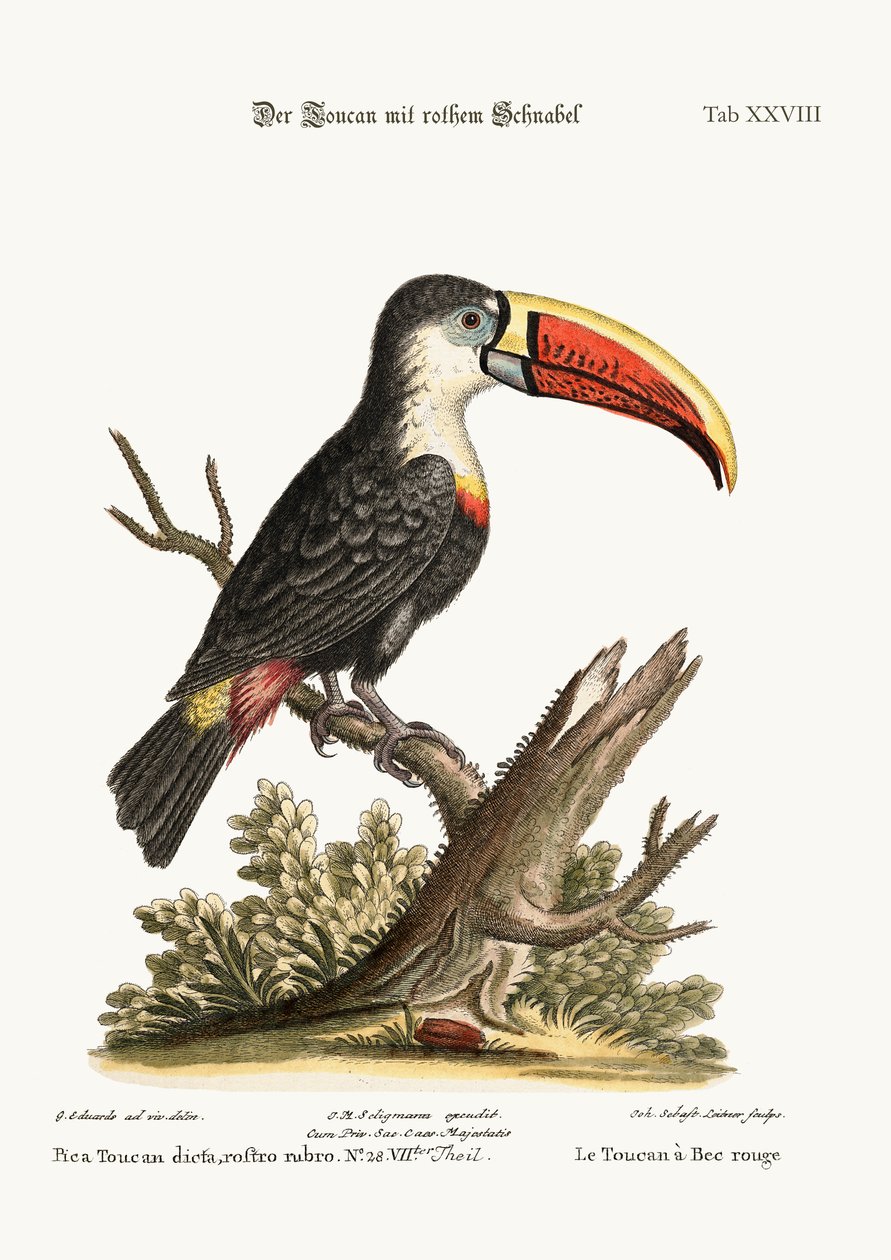 Tukan červenozobý, 1749-73 od George Edwards