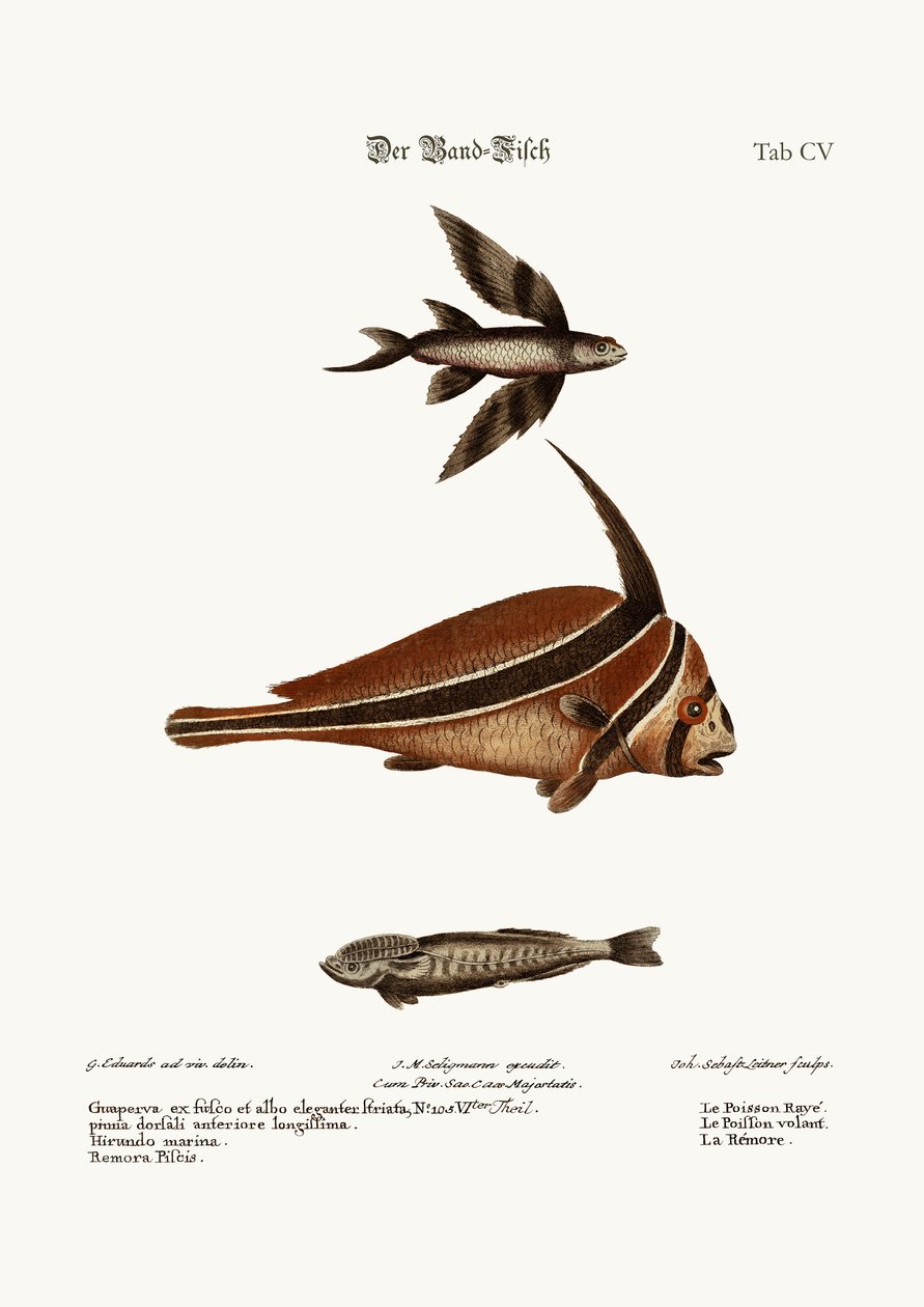 The Ribband-Fish, 1749-73 od George Edwards