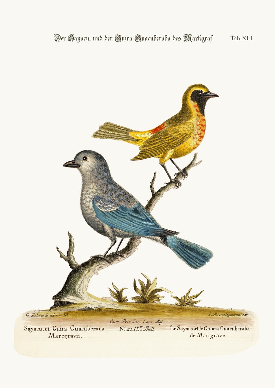 Sayacu a Guira Guacuberaba z Marcgrave, 1749-73 od George Edwards