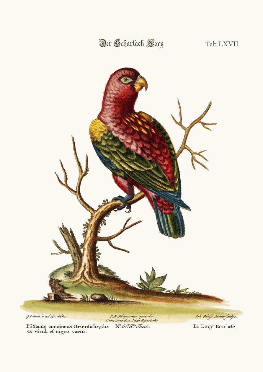 The Scarlet Lory, 1749-73 od George Edwards