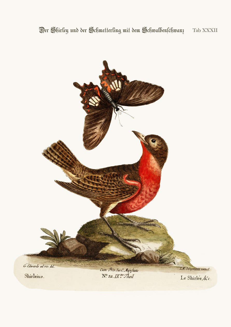 Shirley and the Dusky Swallow-tailed Butterfly, 1749-73 od George Edwards