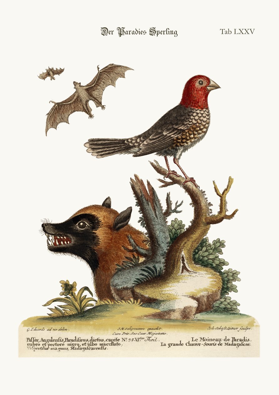 Vrabec z ráje. Velký netopýr z Madagaskaru, 1749-73 od George Edwards