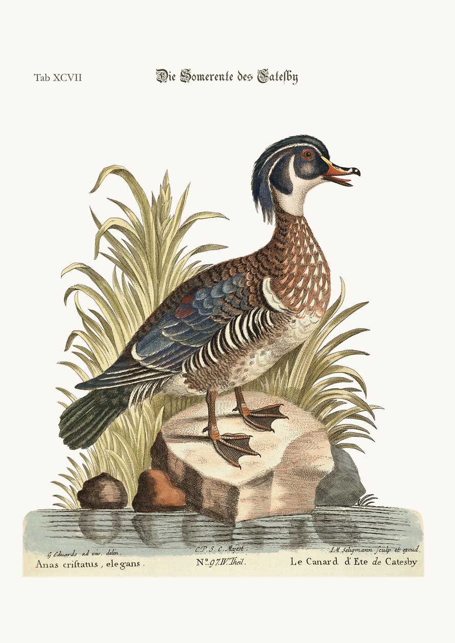 Letní kachna z Catesby, 1749-73 od George Edwards