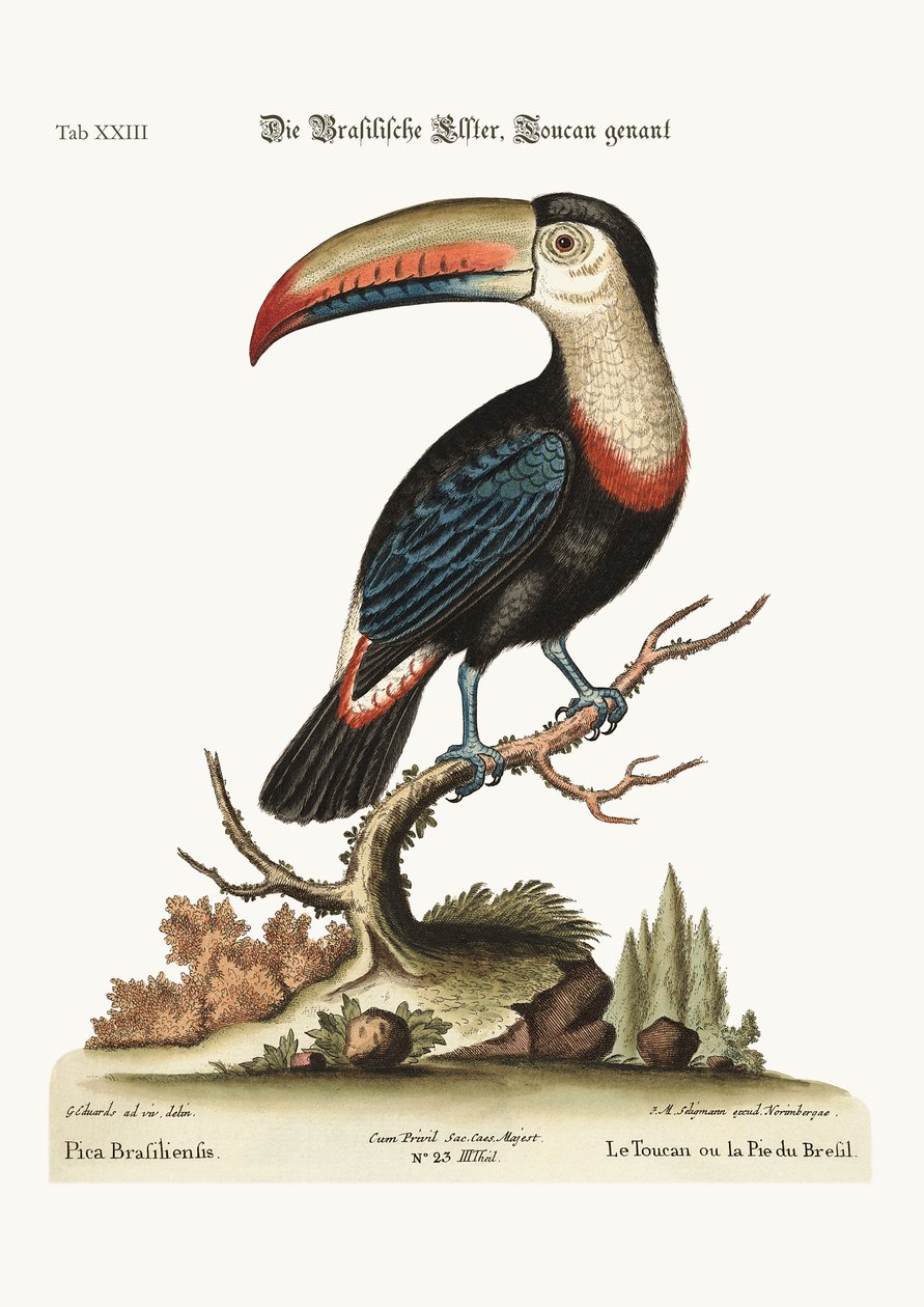 Tukan neboli brazilský Pye, 1749-73 od George Edwards