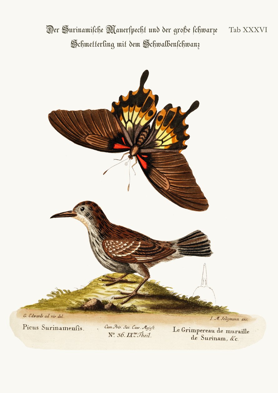 Wall-creeper of Surinam a Great Dusky Swallow-taild Butterfly, 1749-73 od George Edwards