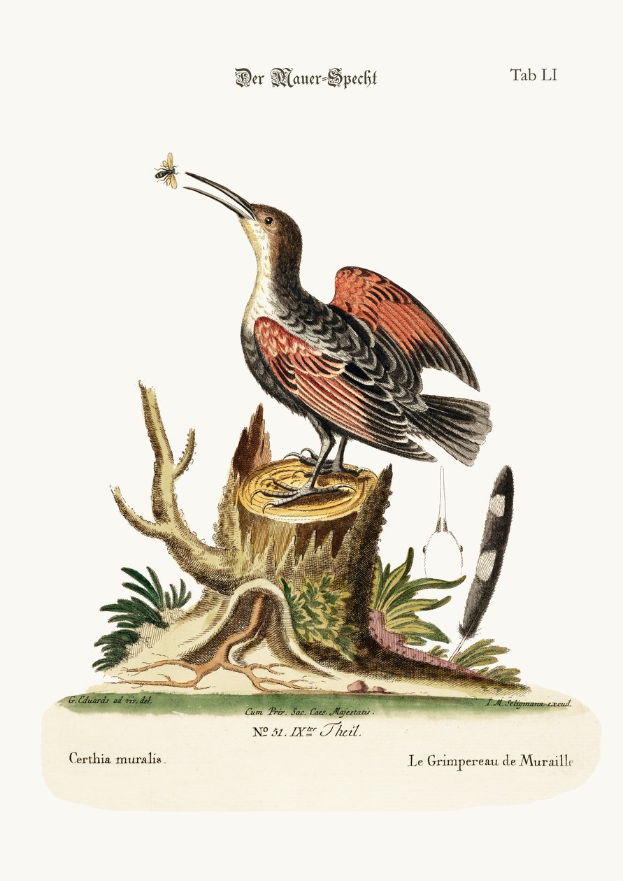 The Wall-creeper, nebo Spider-catcher, 1749-73 od George Edwards