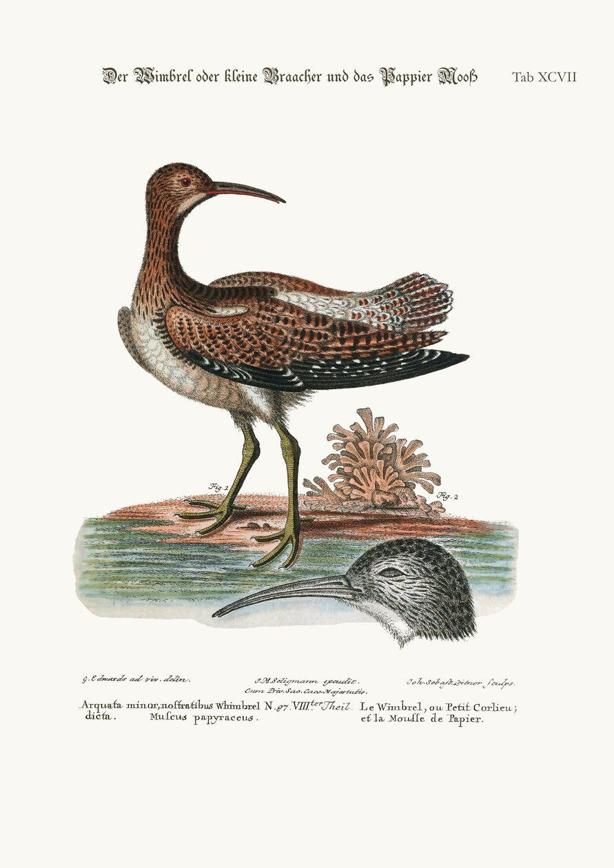 Whimbrel, nebo Lesser Curlew, a papírový mech, 1749-73 od George Edwards