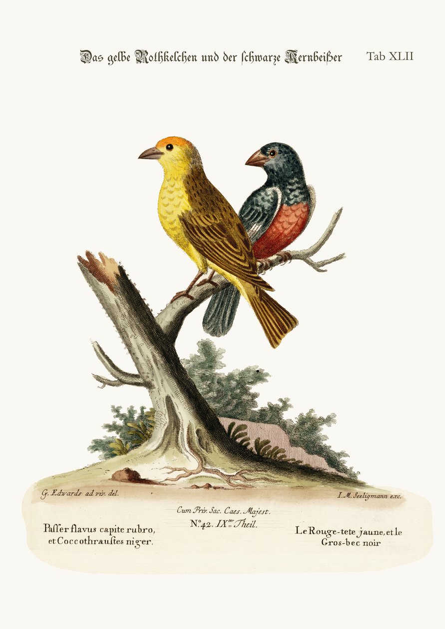 Žlutý červený pól a černý zobák, 1749-73 od George Edwards