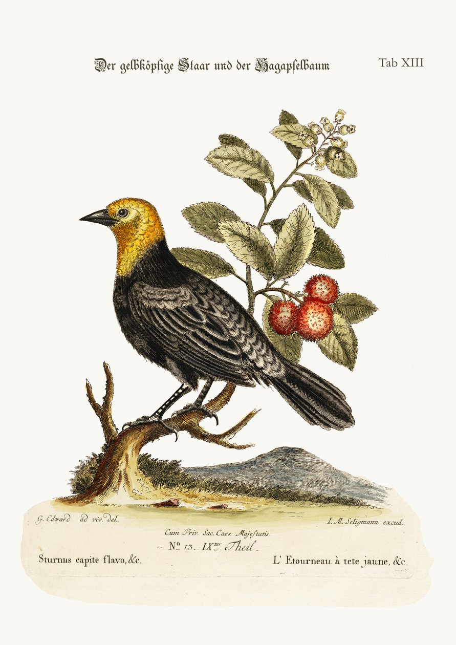 Špaček žlutohlavý. Arbutus neboli jahodový strom, 1749-73 od George Edwards