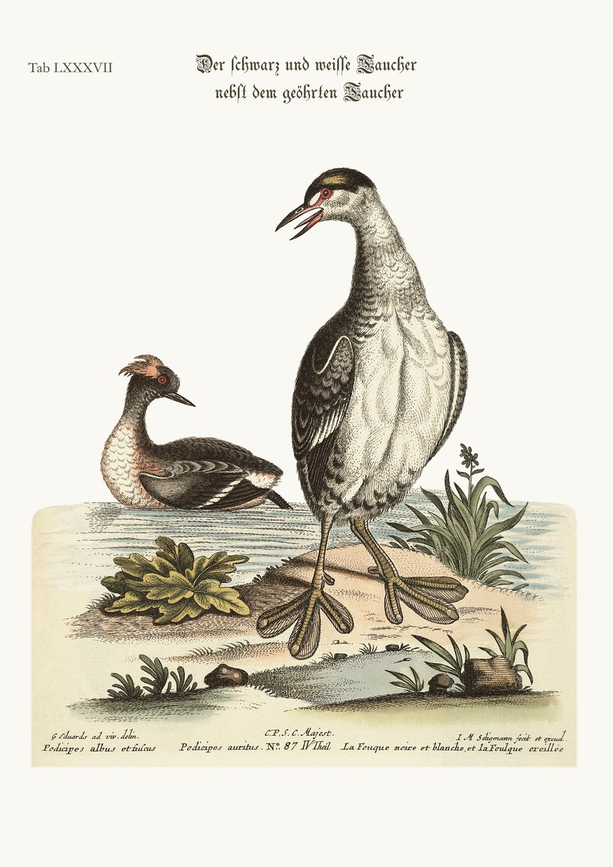 Černobílý Dobchick a ušatý Dobchick, 1749-73 od George Edwards