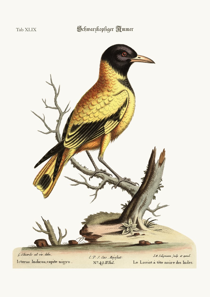 Indián černohlavý Icterus, 1749-73 od George Edwards
