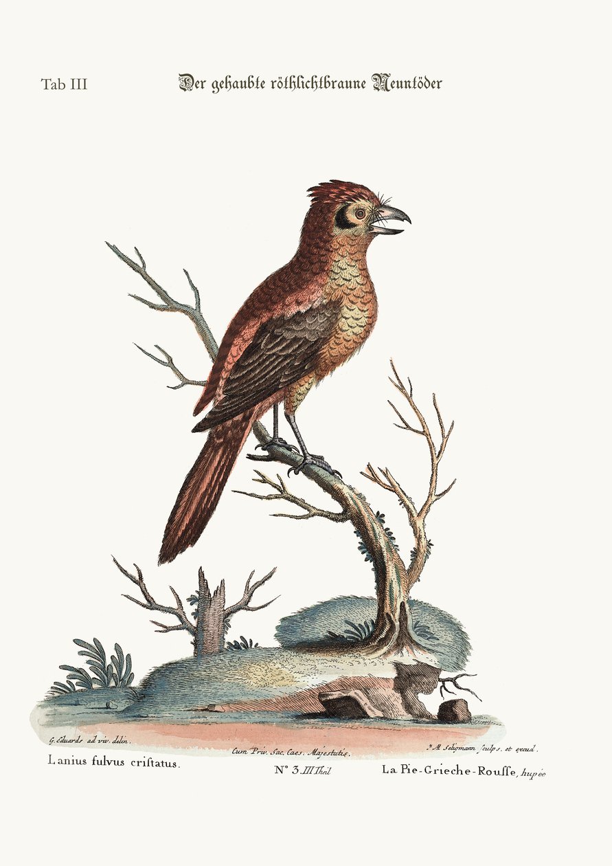 Červený chocholatý neboli Russit Butcher-Bird, 1749-73 od George Edwards