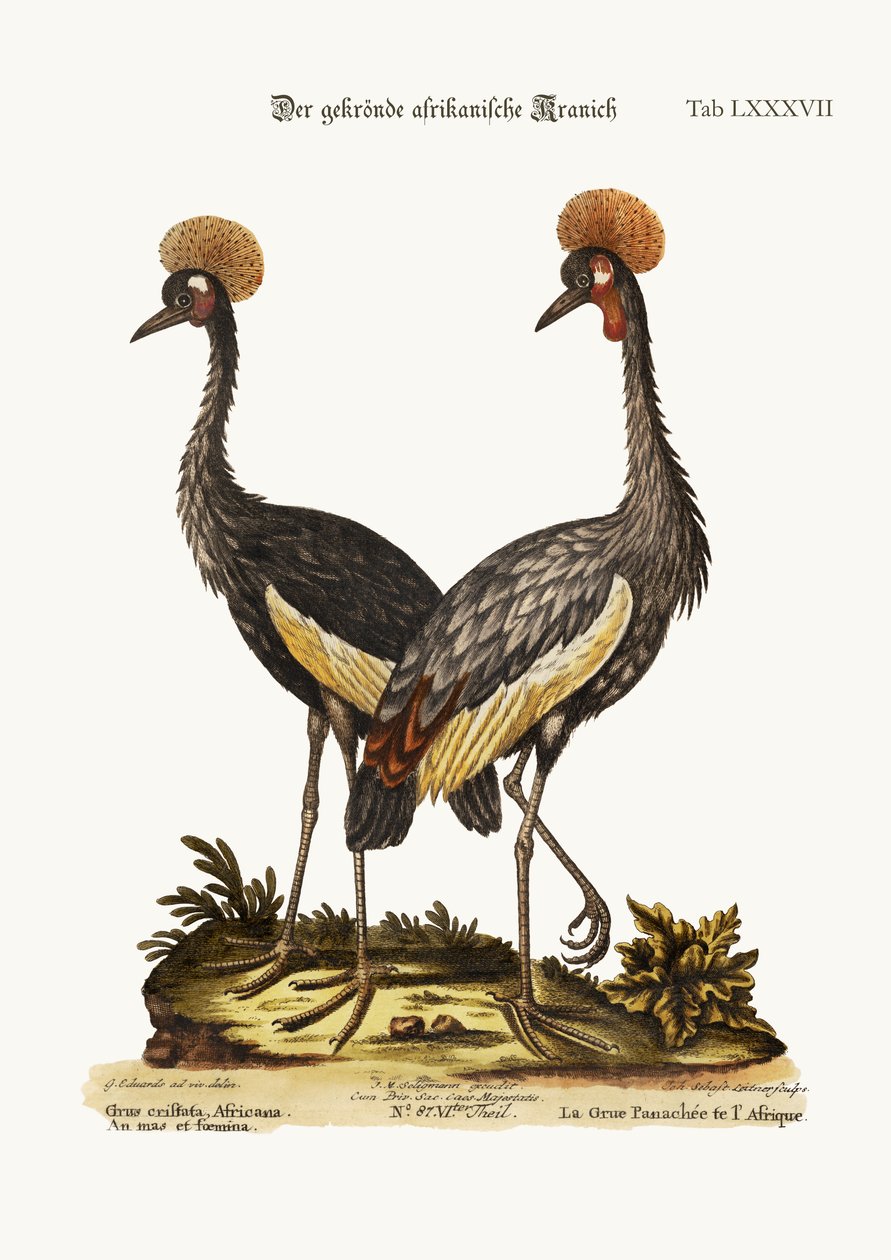 Korunovaný jeřáb africký, 1749-73 od George Edwards