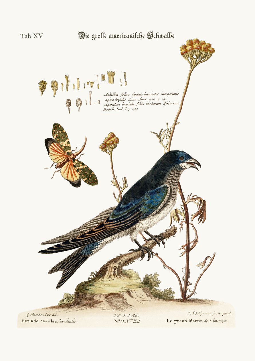 Velký Američan Martin, 1749-73 od George Edwards