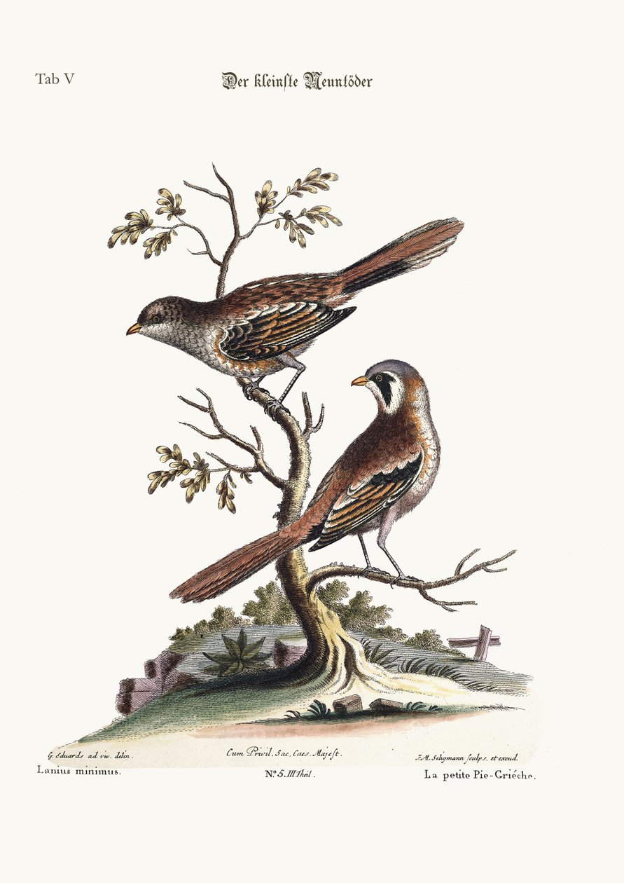 Nejmenší Butcher-Bird, 1749-73 od George Edwards