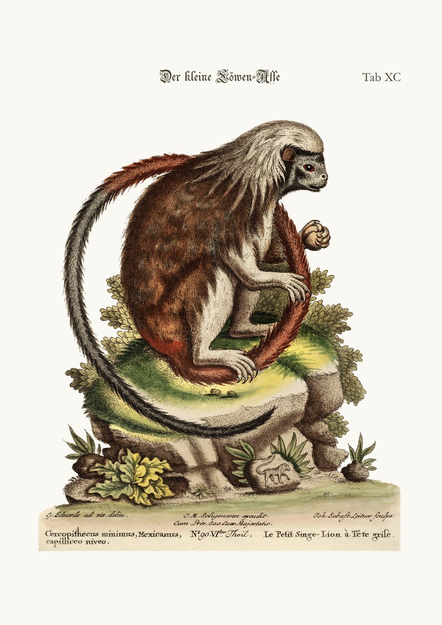 Malý lev-opice, 1749-73 od George Edwards