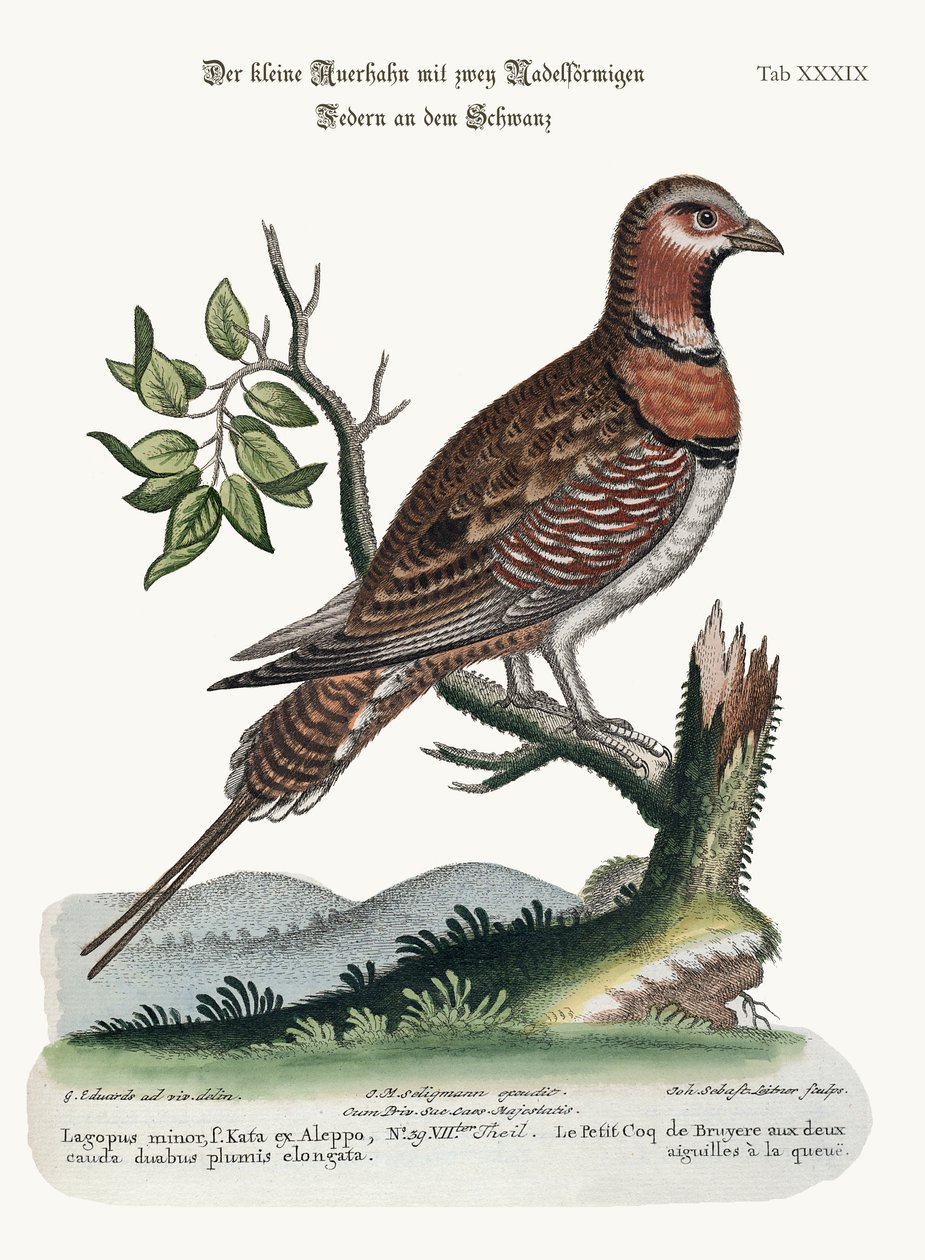 Malý Pin-tailed Grous, 1749-73 od George Edwards