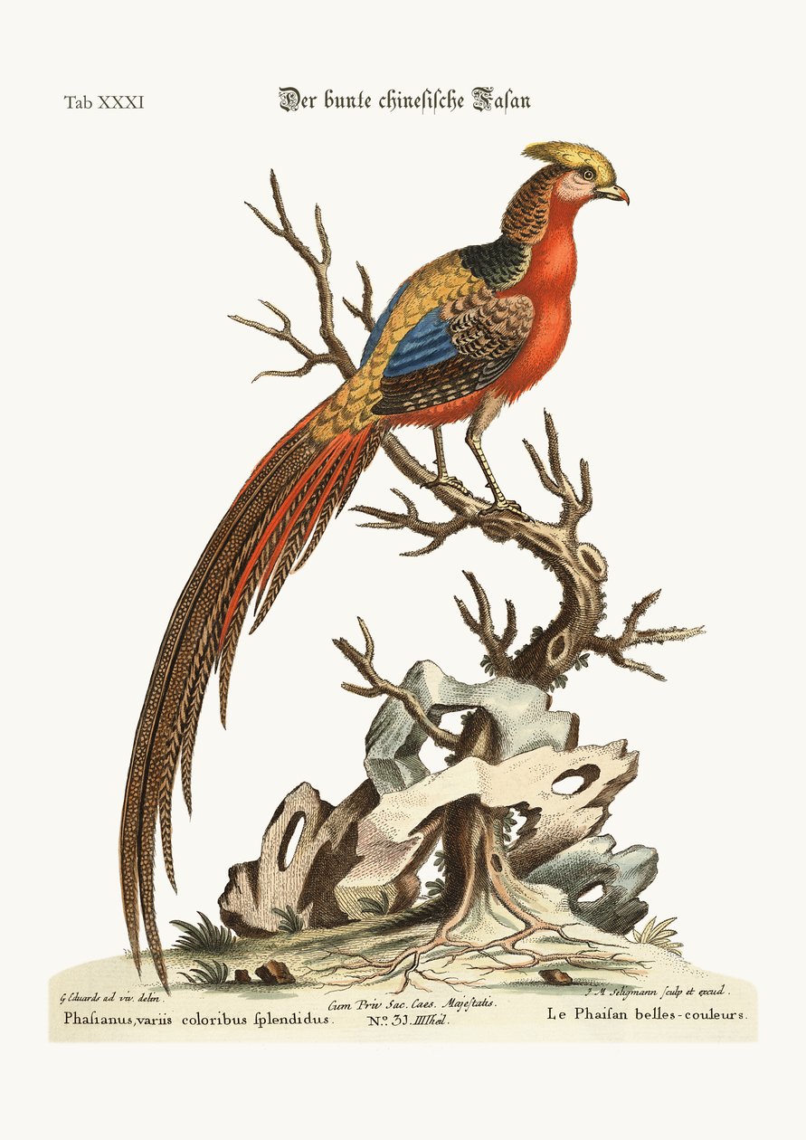 Malovaný bažant z Číny, 1749-73 od George Edwards