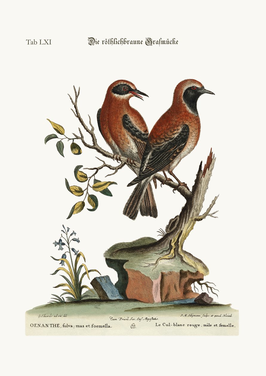 Červený nebo červenohnědý pšeničný klas, 1749-73 od George Edwards