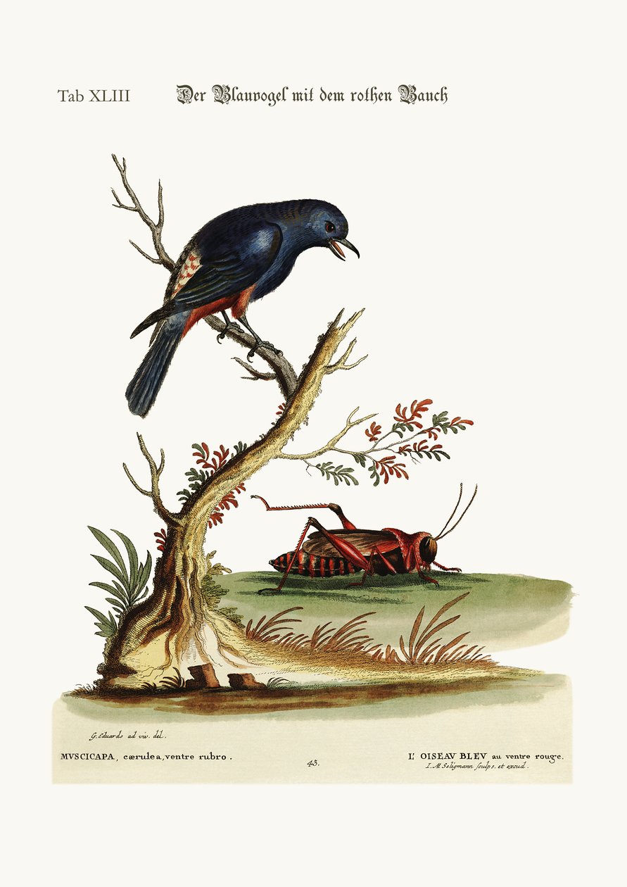Modrobřichý pták, 1749-73 od George Edwards