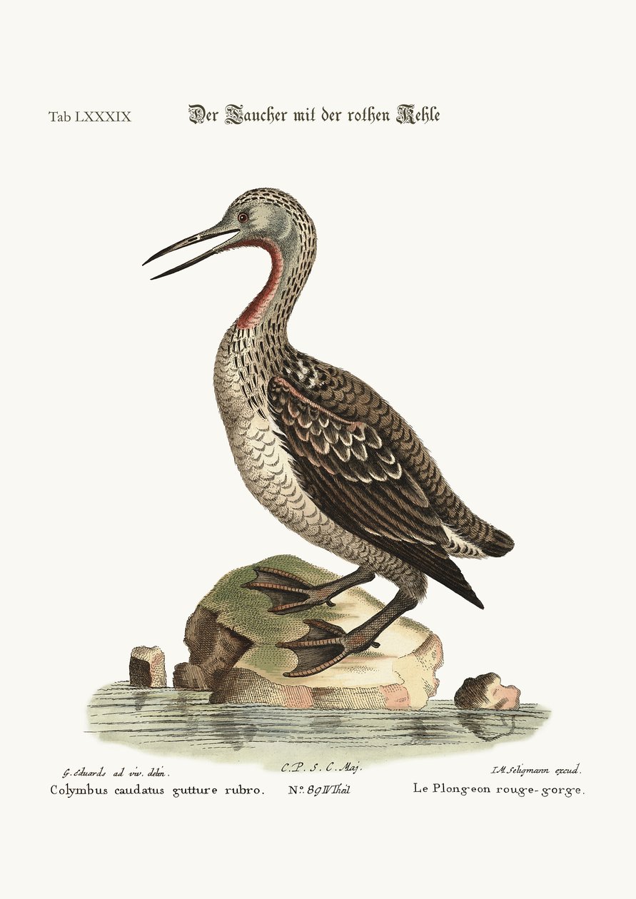 Ducker or Loon, 1749-73 od George Edwards