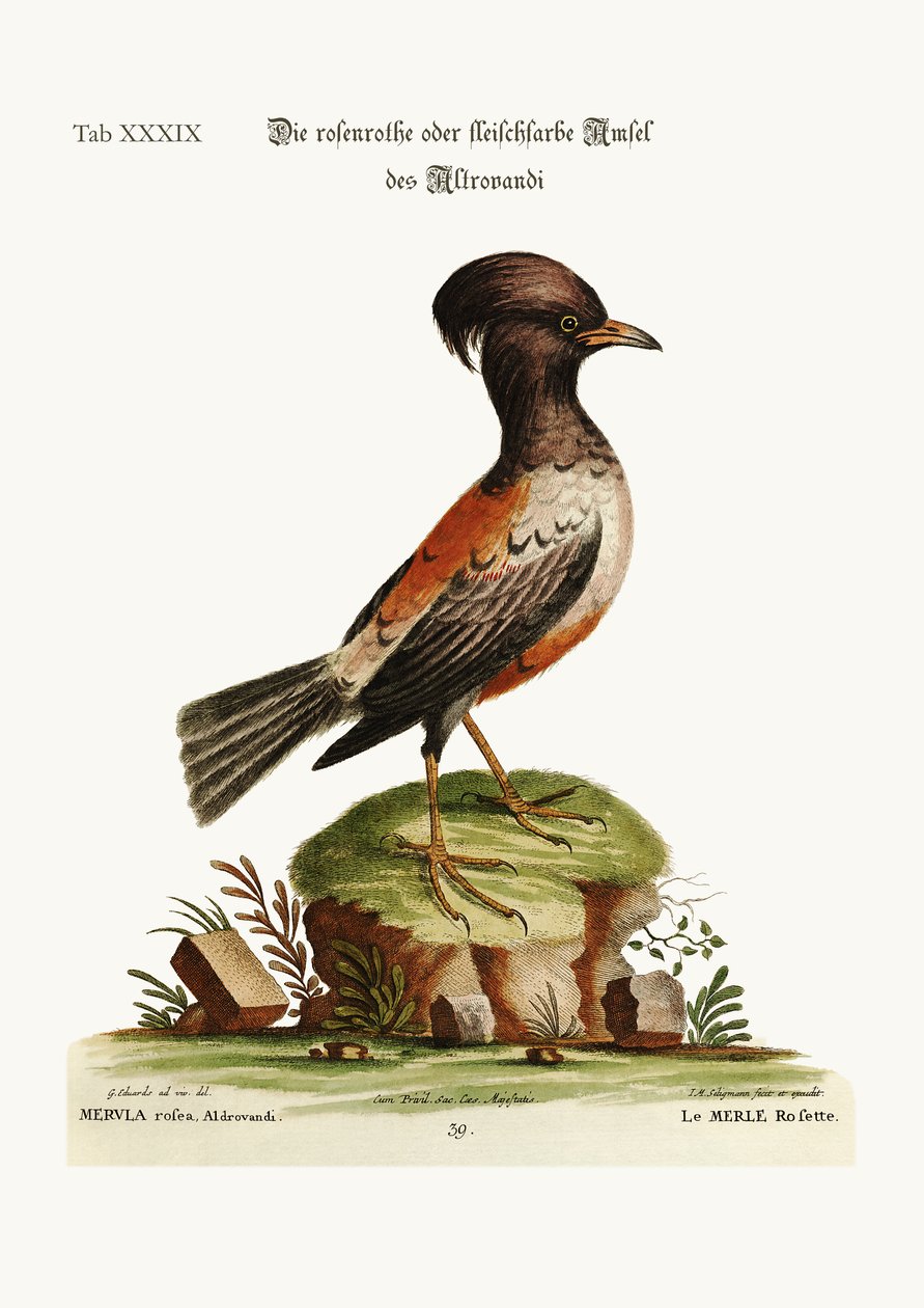 Růžový nebo karafiátově zbarvený Ouzel z Aldrovandi, 1749-73 od George Edwards