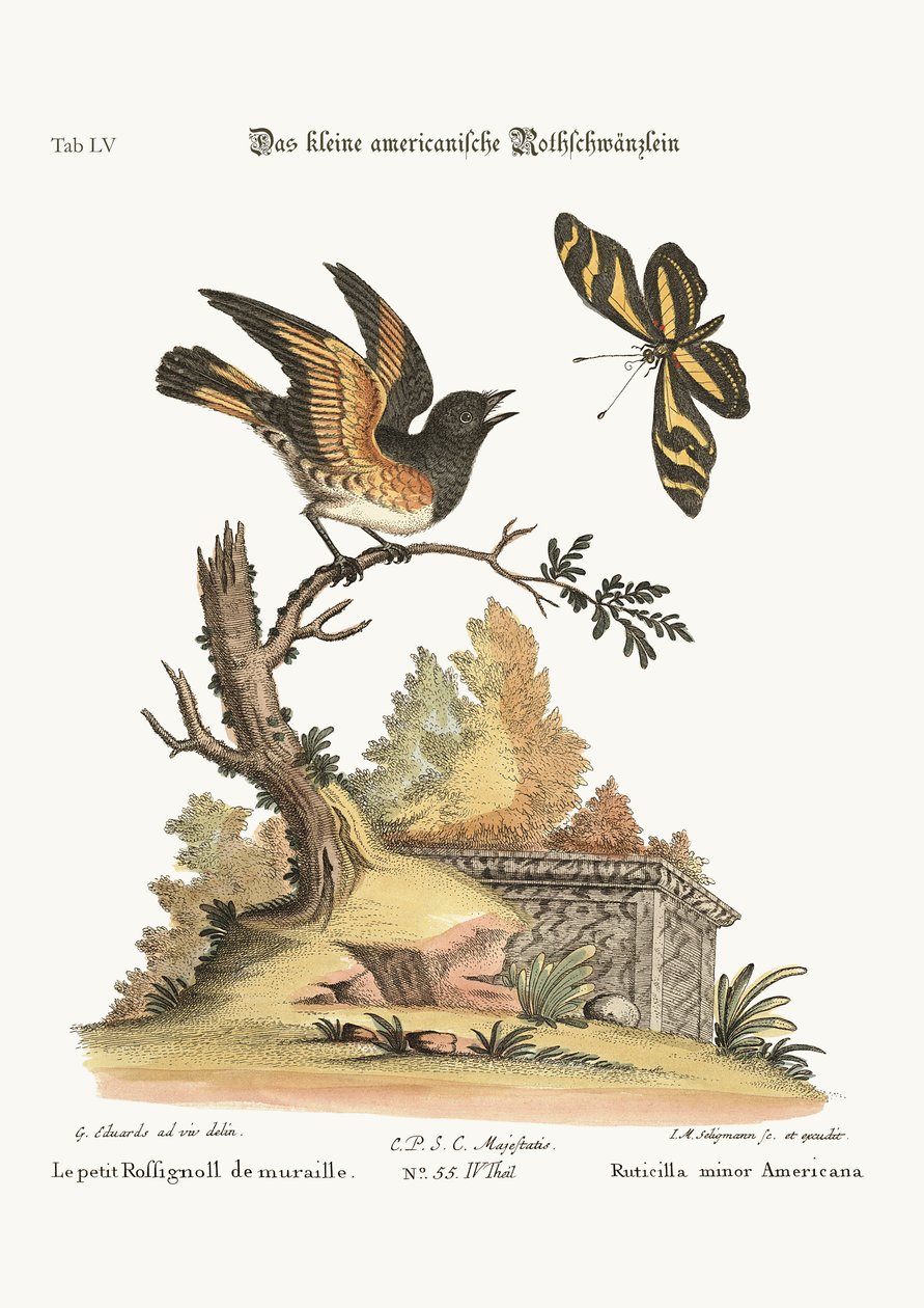 Malý americký Redstart, 1749-73 od George Edwards