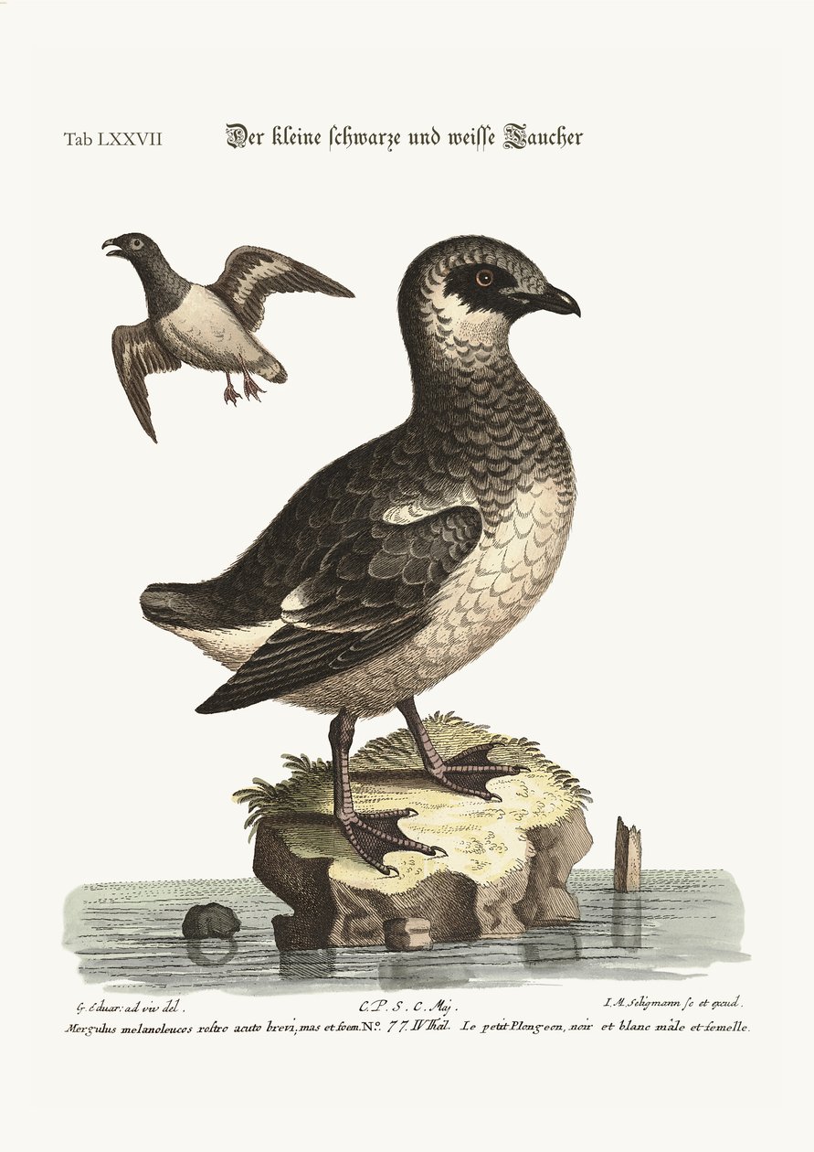 Malí černobílí potápěči, 1749-73 od George Edwards