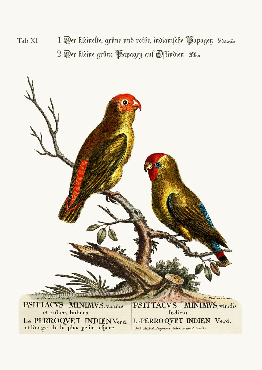 Nejmenší Green and Red Indian Paroquet. Malý zelený papoušek z východní Indie, 1749-73 od George Edwards