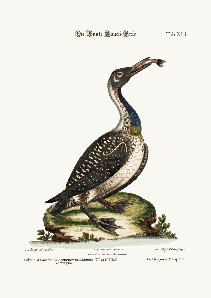 Skvrnitý potápěč nebo potápěč, 1749-73 od George Edwards