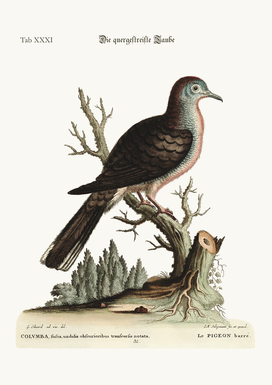 Příčný pruh nebo obnažená holubice, 1749-73 od George Edwards