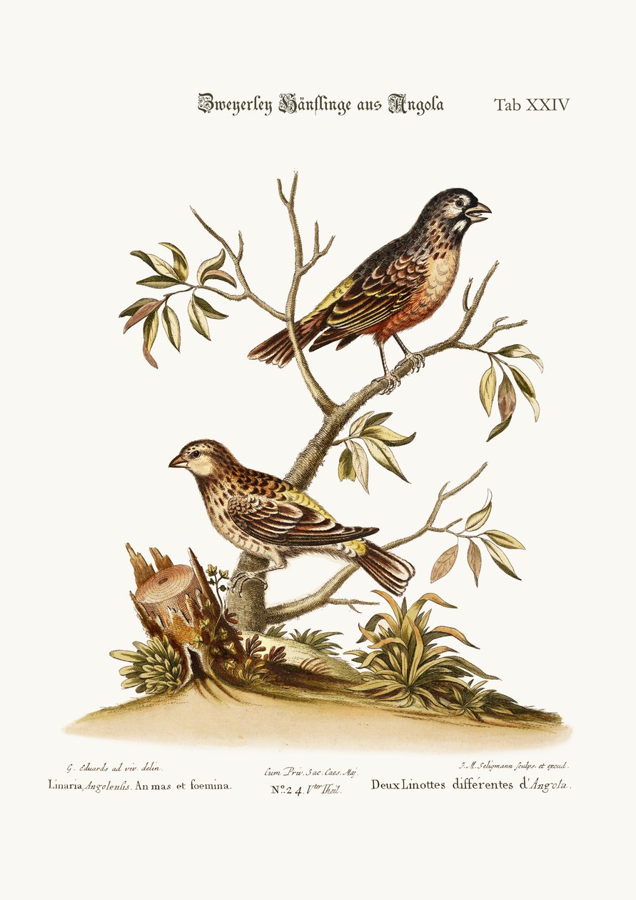 Two Sorts of Linnets z Angoly, 1749-73 od George Edwards