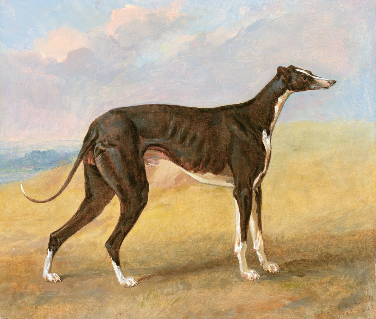 Jeden z vítězných chrtů George Lane Foxe: Black and White Greyhound, Turk, také známý jako Eagle, 1822 od George Garrard