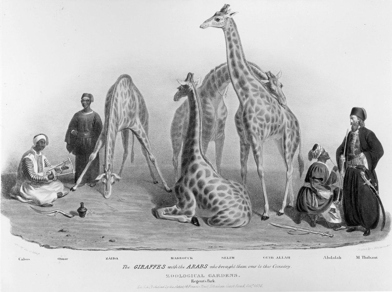 Žirafy s Araby, kteří je přivezli do této země, Zoologická zahrada, Regent