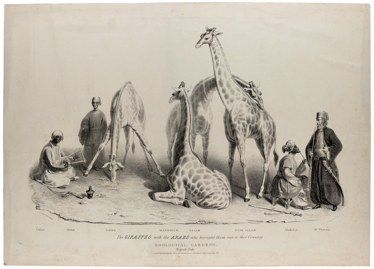 Žirafy s Araby, kteří je přivezli do této země, Zoologická zahrada, Regents Park, Londýn, červen 1836, litografie Charlese Hullmandela (1789-1850) od George Snr Scharf