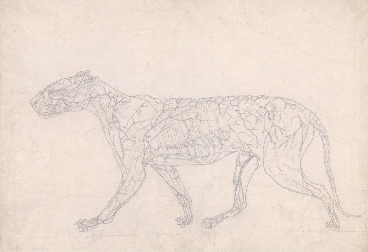 Srovnávací anatomická expozice struktury lidského těla s tygrem a ko ... od George Stubbs