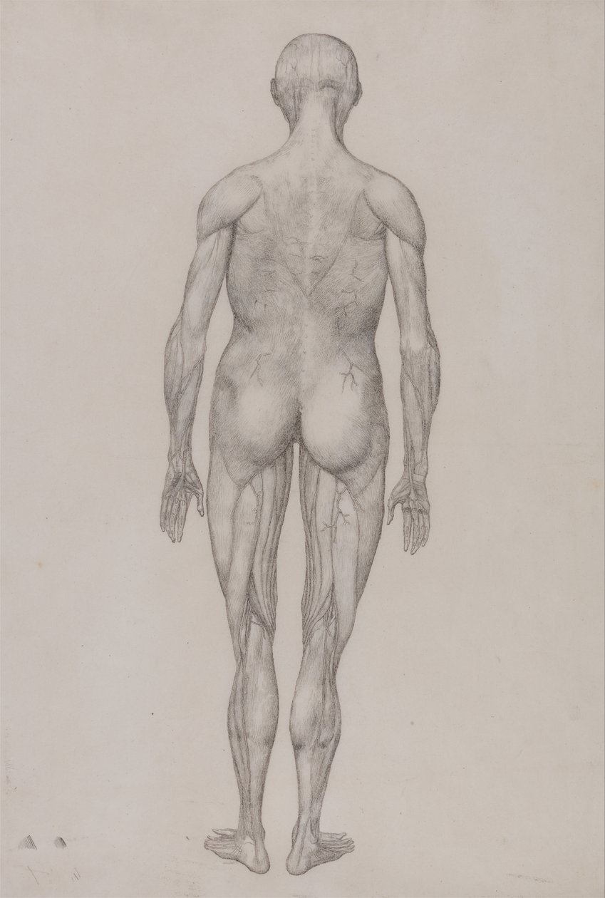Srovnávací anatomická expozice struktury lidského těla s tygrem a ko ... od George Stubbs